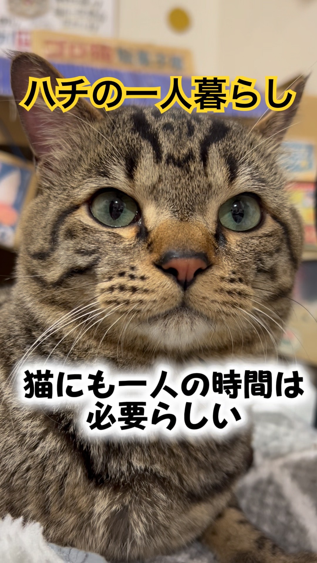 Hachi moved out and started living alone🏠 - YouTube