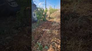 Stem Cleaner Plus Under Vine Weeder || Made By Herve Mauricio France || #Shorts