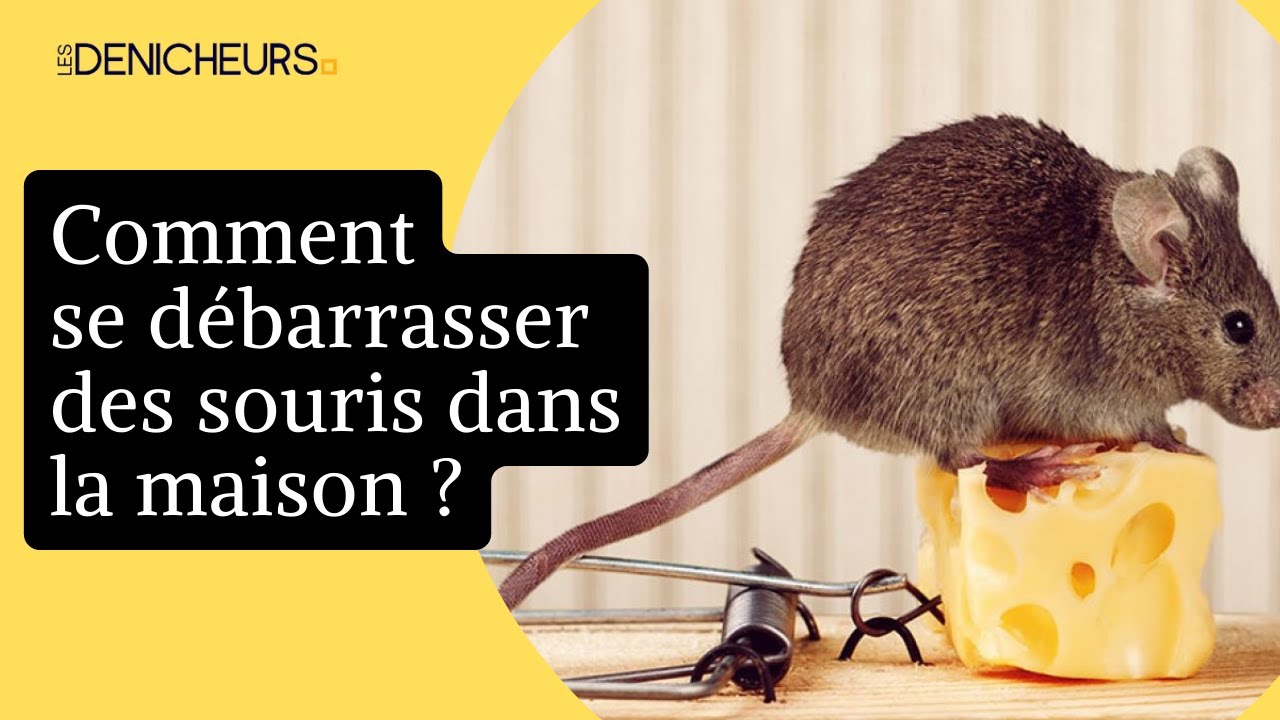 Se débarrasser des souris : 10 astuces naturelles