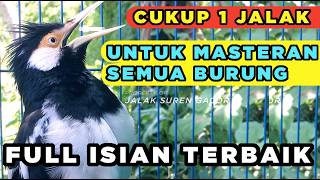 Masteran Jalak Suren Malam Hari Gacor Full Isian Tembakan Mewah Suara Unik mantap