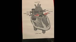 Stop Motion Heart Blood Flow