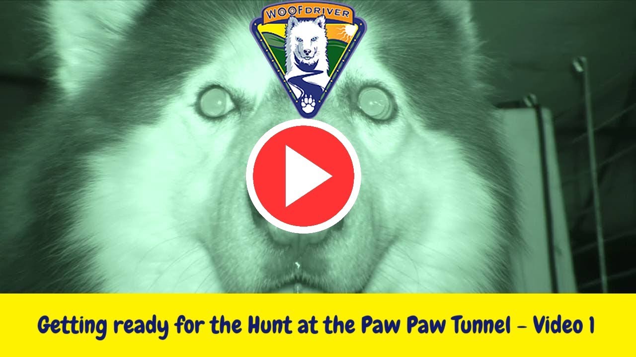 WereWooFS at the Paw Paw Tunnel (Video 1) Getting Ready For The Hunt husky siberiano blanco