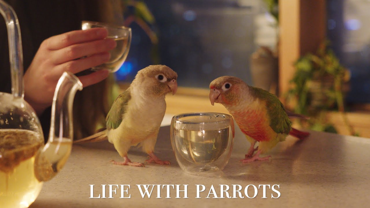 Picture of life with rescue parrots 🌿 our cosy daily routine & care tips - YouTube