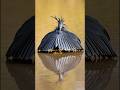 This Bird Turns Itself into a Living Umbrella