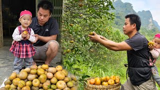 Harvest tangerines and sell them at the market to earn extra income - buy things for the baby