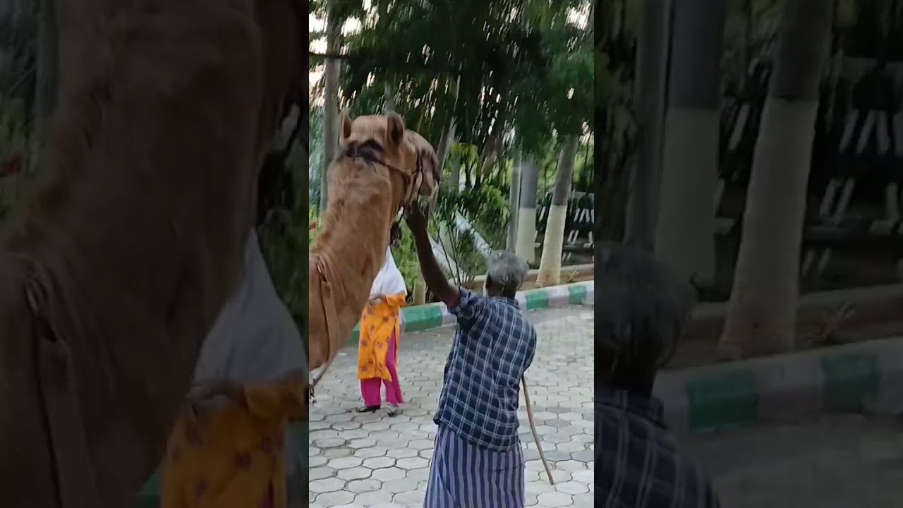 CAMEL RIDING JNAS STUDENTS