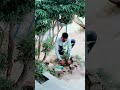 Plantation at SRPS on the occasion of World Environment Day