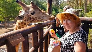 SOUTH AFRICA giraffes, Kruger national park (hd-video) Dec#krugernationalpark#giraffe