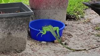 wild iguana eating out of a bowl with duck food pellets in it. #shorts #short #shortvideo