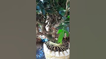 gốc chè xanh cổ thụ  làm bon sai cây cảnh  Ngọc Trà Xanh 0794747510 0r 0982463895