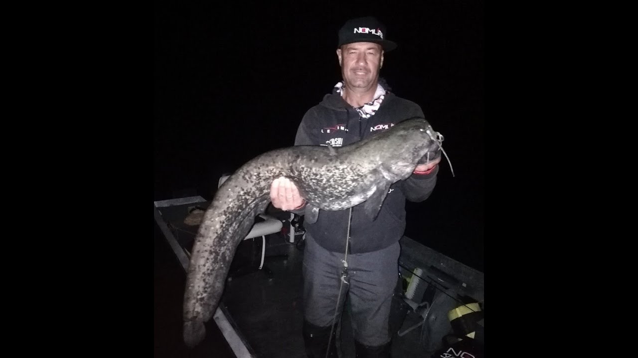 Harcsa pergetés a Tiszán Nomura Isei Professional 15-50 gr.bottal. Catfish spinning with Nomura