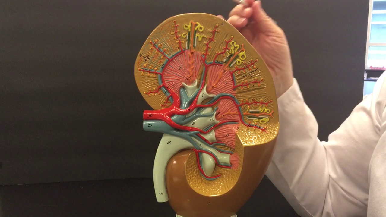 Kidney Anatomy - YouTube