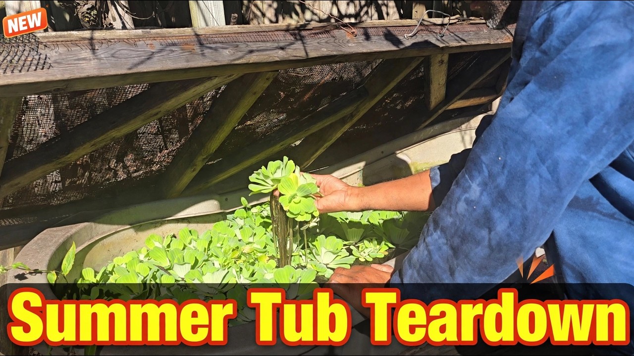 Summer Tub Tear Down