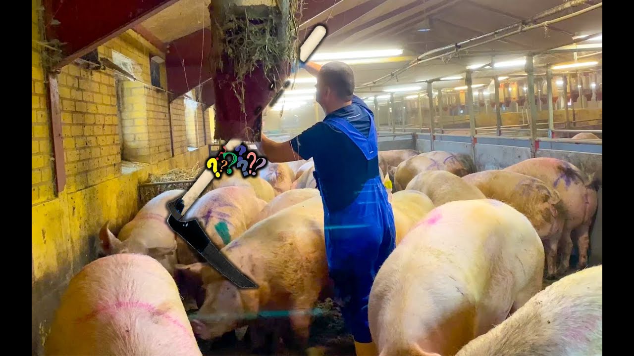 Testing the new Vibrator. Life on the Farm