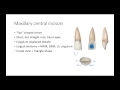 Dental anatomy permanent anterior teeth