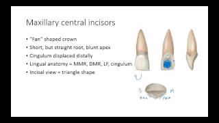 Dental Anatomy: Permanent Anterior Teeth