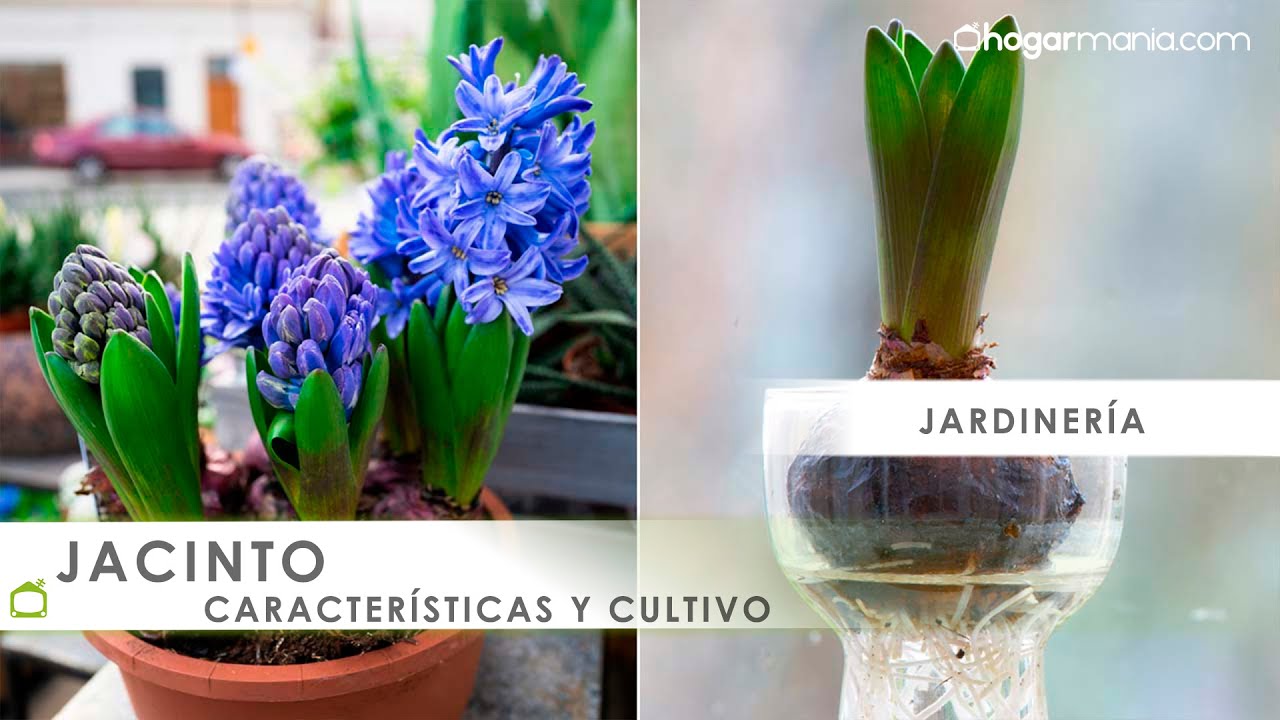 Cómo plantar de JACINTO ¡Aprende sus características! 🌺 Hogarmania YouTube