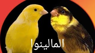 افضل 4 أنواع كناري من حيث التغريد (سلسلة رقم 3)