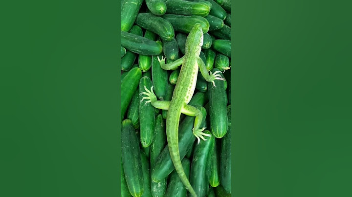 When you’re trying to blend in but still steal the spotlight 🥒🦎💚#magichourai #ai #trendinv #animals