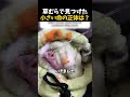 【感動】手のひらサイズの命、その正体に涙