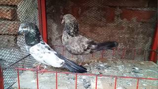 Nashawada Aur Saharanpuri Ka Khel