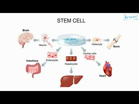 تصویری: آیا سلول های سرطانی تمایز یافته اند یا تمایز نیافته؟