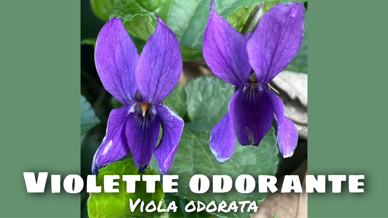 Violette odorante (Viola odorata) : la douceur qui apaise l'inflammation