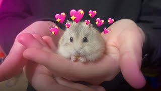 Cute Hamster Playing with the Owner