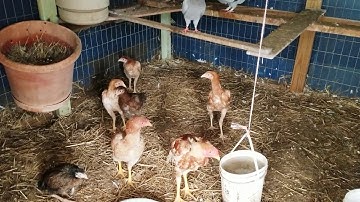 Poj qaib tundra inbreed