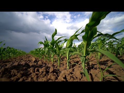 Video: Pentru Ce Au Nevoie Plantele Pentru Sol?