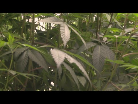 World's Largest marijuana distribution center opens in Woodlake