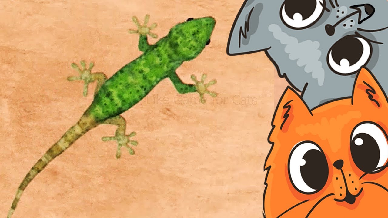 CAT GAMES VIDEOS FOR CATS Catch The Green Crawling Lizard 1 HOUR cat-games-videos-for-cats-catch-the-green-crawling-lizard-1-hour