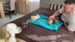 Golden Retriever Meets Puppies for the First Time