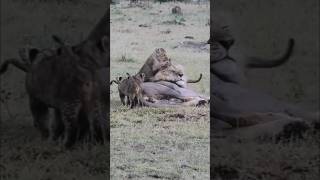 Little lion cubs loving their father #lion #shorts