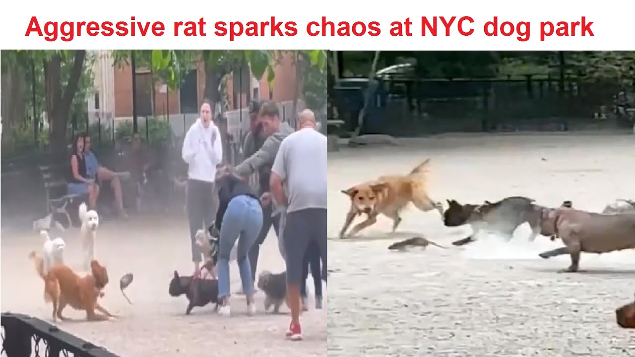 Aggressive Rat Sparks Chaos at NYC dog park in wild viral video New