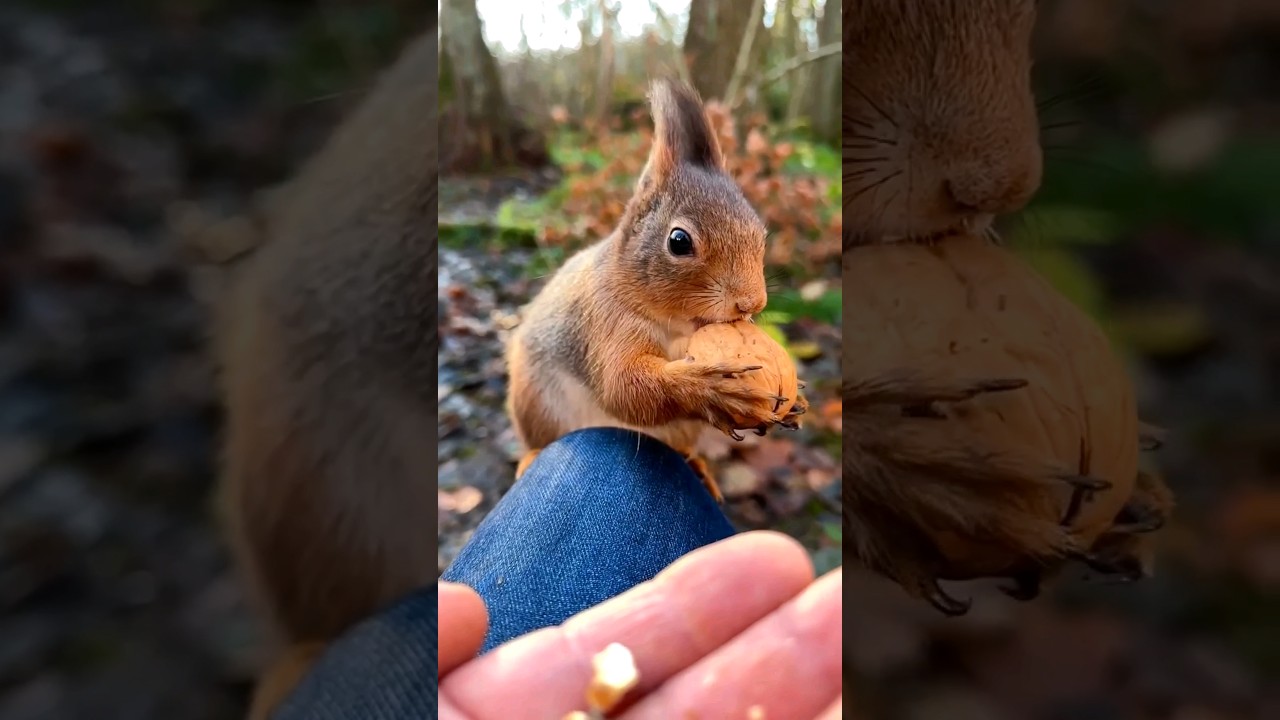 Squirrel eating nuts. 