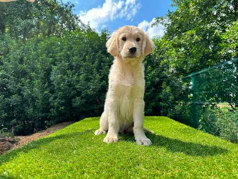 Video van Golden Retriever Male Gold - PUP-ID 014496631 | Dierenhof Debrabandere