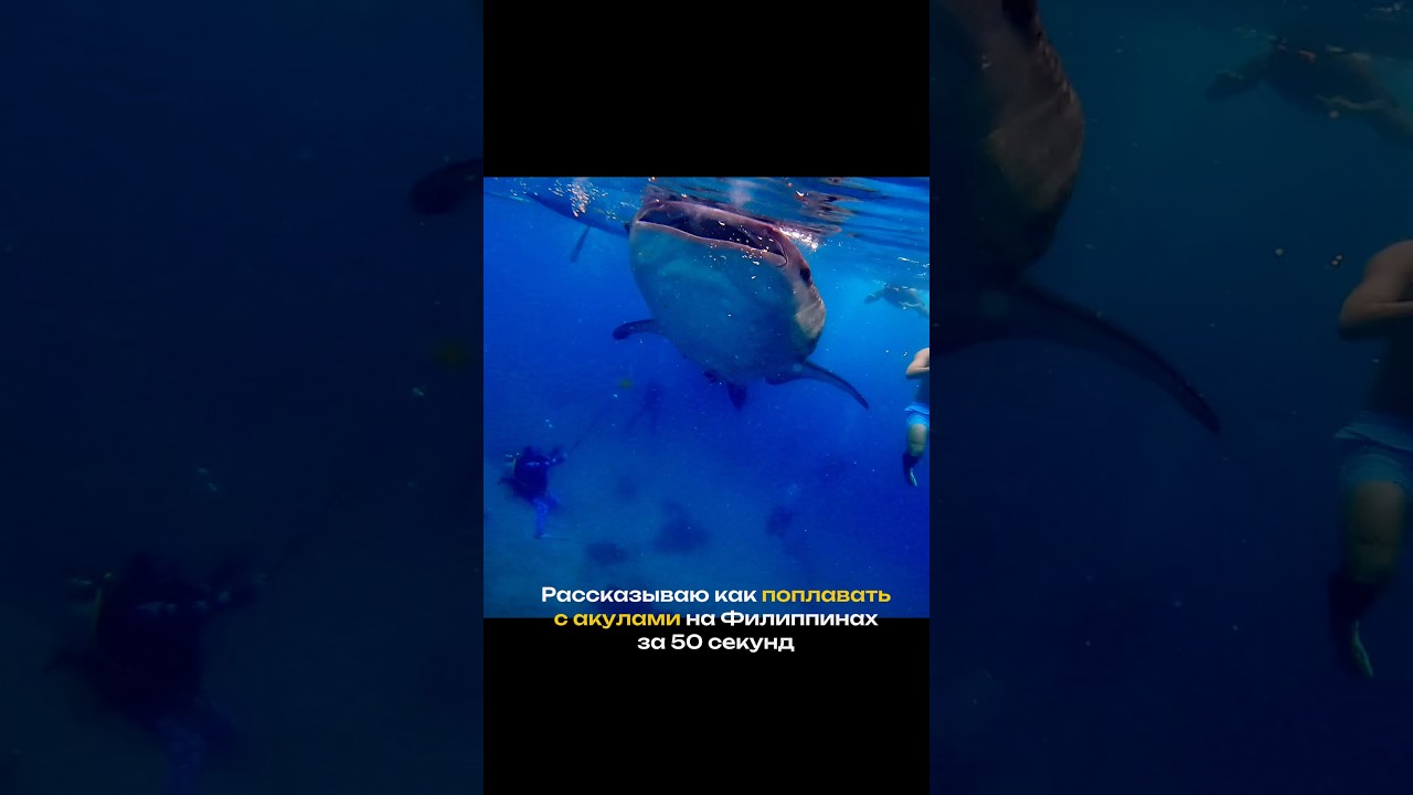 Как поплавать с акулами на Филиппинах полный гайд советы что надо знать