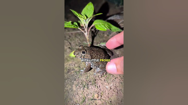 A giant tarantula keeping a tiny frog as a pet?