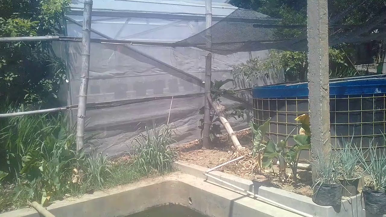 cara ternak lele dan kelinci agar mempunyai anak banyak 