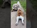 Dog Challenges Turtle to a Hilarious Race 🐕🐢강아지와 거북이의 코믹 레이스 대결 🐕🐢犬がカメに挑む爆笑レース 🐕🐢