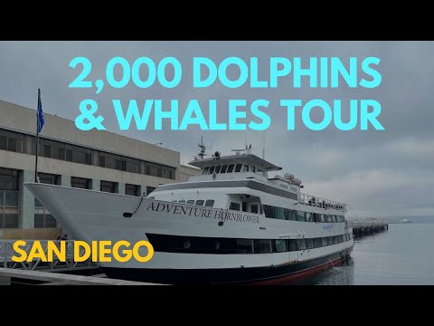 Vídeo: San Diego Whale Watching - Como e quando vê-los