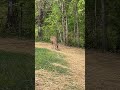 Feeding 3 deer that showed up later in the morning as I was leaving for work