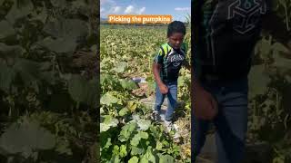 Gilcrease Orchard opens this weekend. #pumpkinfarm