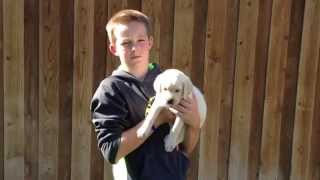 "Stormie" 6 week old FEMALE yellow lab puppy Temperament Testing - High Desert Labradors
