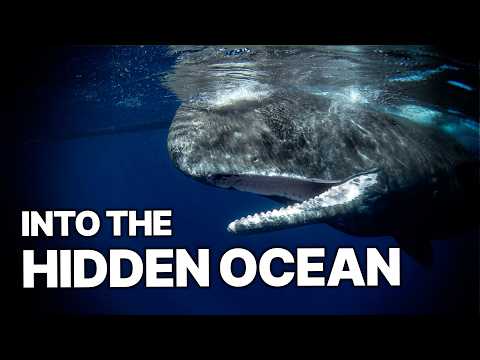 The Ocean Nobody Touches | Beneath Timor-Leste