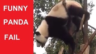 Funny Panda Compilation Panda Fails - Ddof