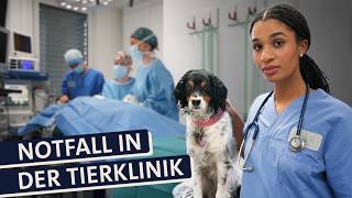 2 Tage Tierklinik : So stressig ist der Alltag als Tierärztin