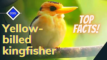 Yellow-billed Kingfisher facts ๐ฆ