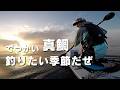 ノッコミ真鯛を狙い撃つ 春の釣り